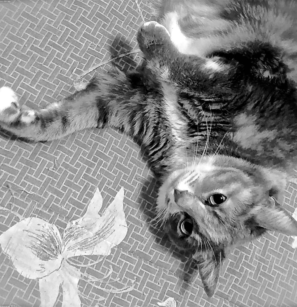 Test Random for CI